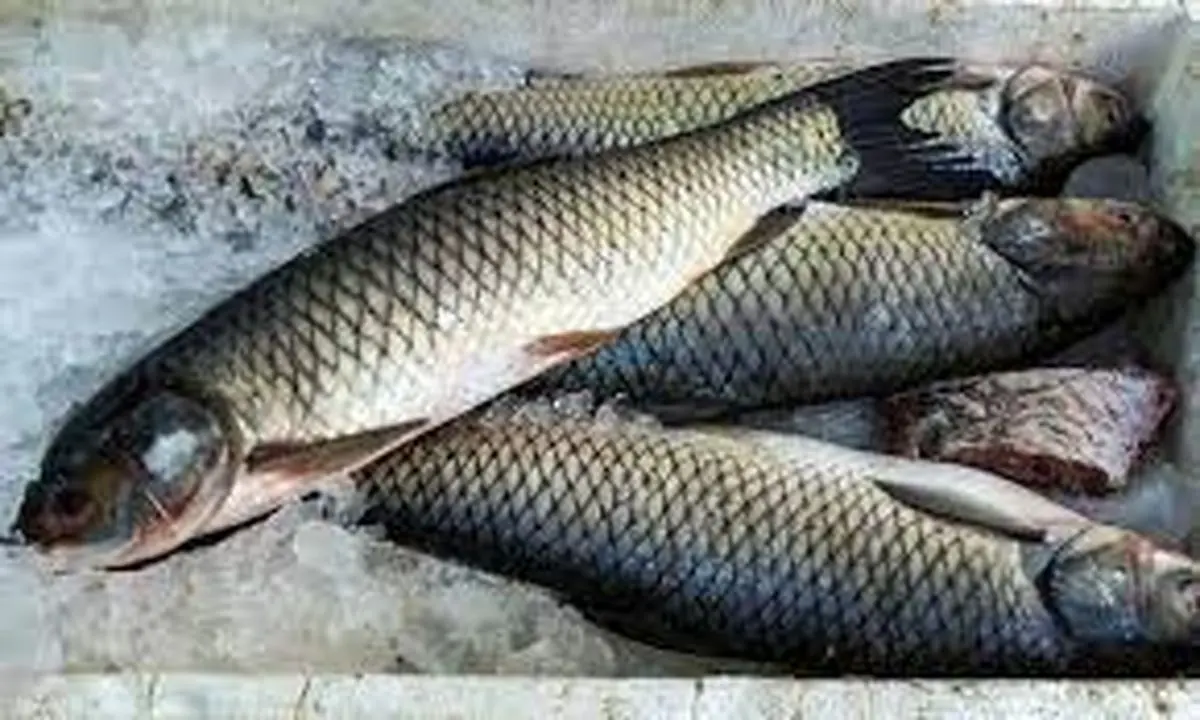قیمت انواع ماهی در بازار (‌۱۴ مهر) 