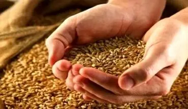 قیمت جدید گندم اعلام شد/ جزییات جدید درباره پرداخت مطالبات گندم‌کاران