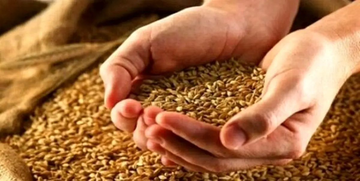   قیمت جدید گندم اعلام شد/ جزییات جدید درباره پرداخت مطالبات گندم‌کاران 
