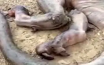 پشت پرده موجود وحشتناکی که پس از زلزله در کرمانشاه دیده شد