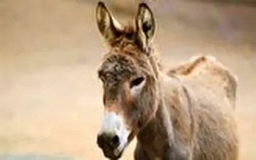 خر درمانی برای کاهش اضطراب!