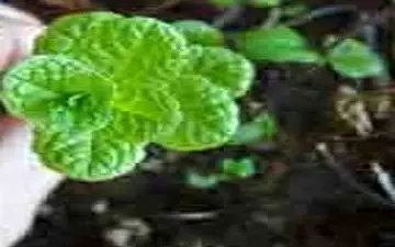 کاهش استرس و خروپف با این شربت