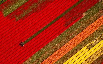  عکس منتخب نشنال جئوگرافیک | مزرعه گل