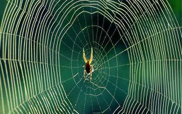 پوشیده شدن درختان زیر تار عنکبوت + فیلم