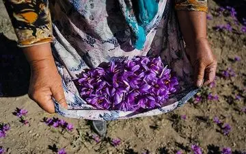  "زعفران" در بورس 