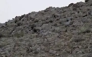 آهوهای ایرانی در حال چرا + فیلم