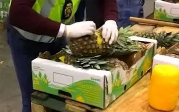  کشف مواد مخدر جاسازی شده در آناناس+فیلم