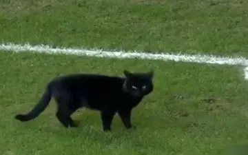 گربه‌ای که بازی اورتون و ولورهمپتون را به بهم ریخت! + فیلم 