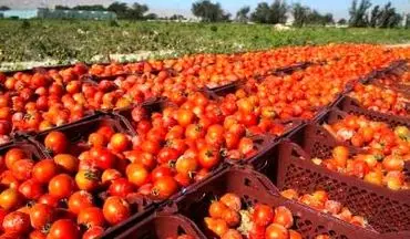 افزایش قیمت گوجه در بازار به رسم هرسال/ رشد 27 درصدی نسبت به سال گذشته 