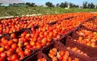 افزایش قیمت گوجه در بازار به رسم هرسال/ رشد 27 درصدی نسبت به سال گذشته 