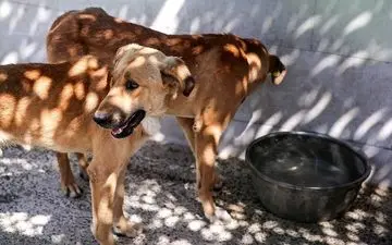 انتقال بیماری کیست هیداتید از مدفوع سگ/ ۱۱۹۷ نفرمبتلا شدند 