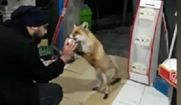 برخورد زیبای صاحب سوپرمارکت با یک روباه