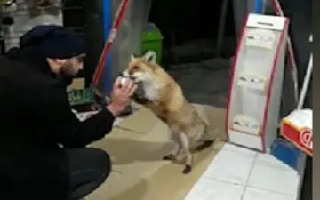 برخورد زیبای صاحب سوپرمارکت با یک روباه