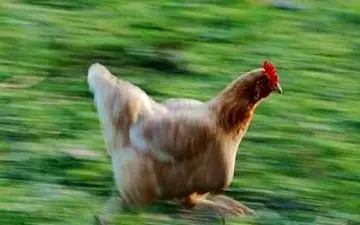 وقتی مرغ ها هم پرواز می کند!+فیلم