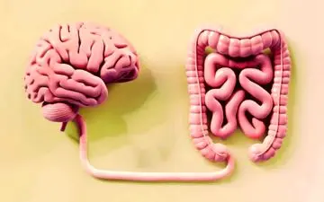 کشف جدید دانشمندان: حس ششم انسان در روده نهفته است!