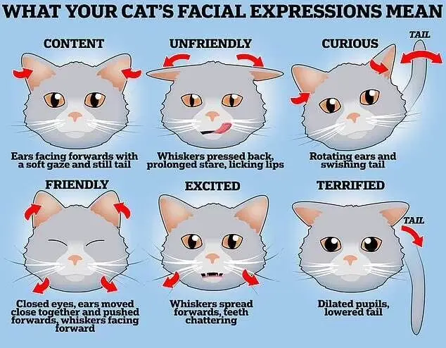 حالت صورت گربه‌ها چه احساساتی را در آن‌ها نشان می‌دهد؟