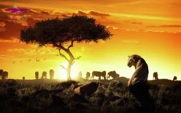 راهنمای سفری متفاوت به آفریقای جنوبی؛ سرزمین طبیعت وحشی