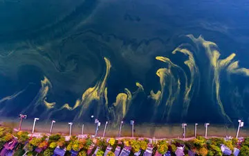 عکس روز نشنال جئوگرافیک؛ جلبک‌های کشنده