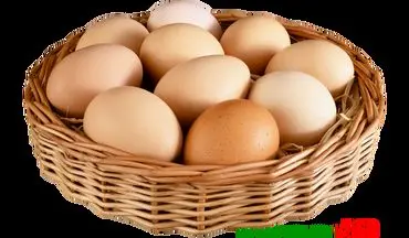 شیوع آنفولانزای حاد پرندگان نرخ تخم مرغ را بالا برد