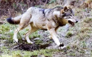 حمله گرگ به کودک سنقری / متین درگذشت +عکس