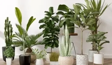 کدام گیاهان می تواند موجب بروز مسمومیت شود