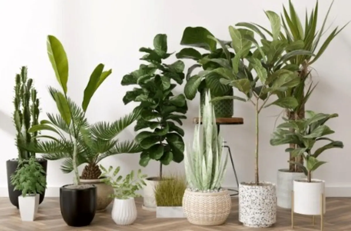 کدام گیاهان می تواند موجب بروز مسمومیت شود