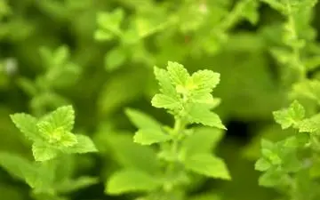 این خوراکی  سلامت مغز را بهبود می‌بخشد!