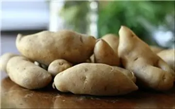  کاهش 4 هزار هکتاری سطح زیرکشت سیب زمینی 