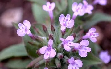 گیاه کاکوتی و خواص فروارن + روش تهیه دمنوش