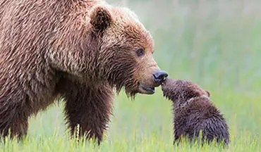نجات توله خرس در مقابل چشمان نگران مادرش + فیلم 