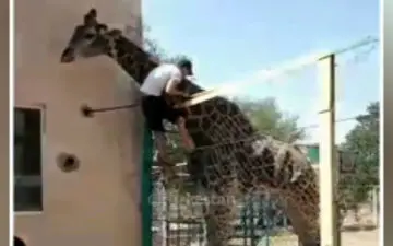دلیل مرد مجنون برای سواری گرفتن از زرافه: او برادر من است!