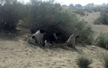 حقیقت ماجرای آتش زدن ۳۰۰ قلاده سگ در اهواز چیست؟