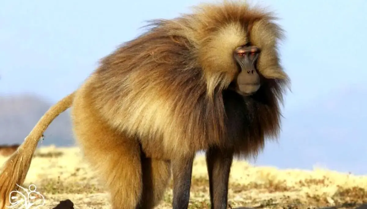  چرا این میمون‌ها تظاهر می‌کنند باردارند؟