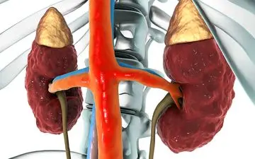  هورمونی وجود دارد که می تواند به سلامت کلیه های شما آسیب وارد کند!
