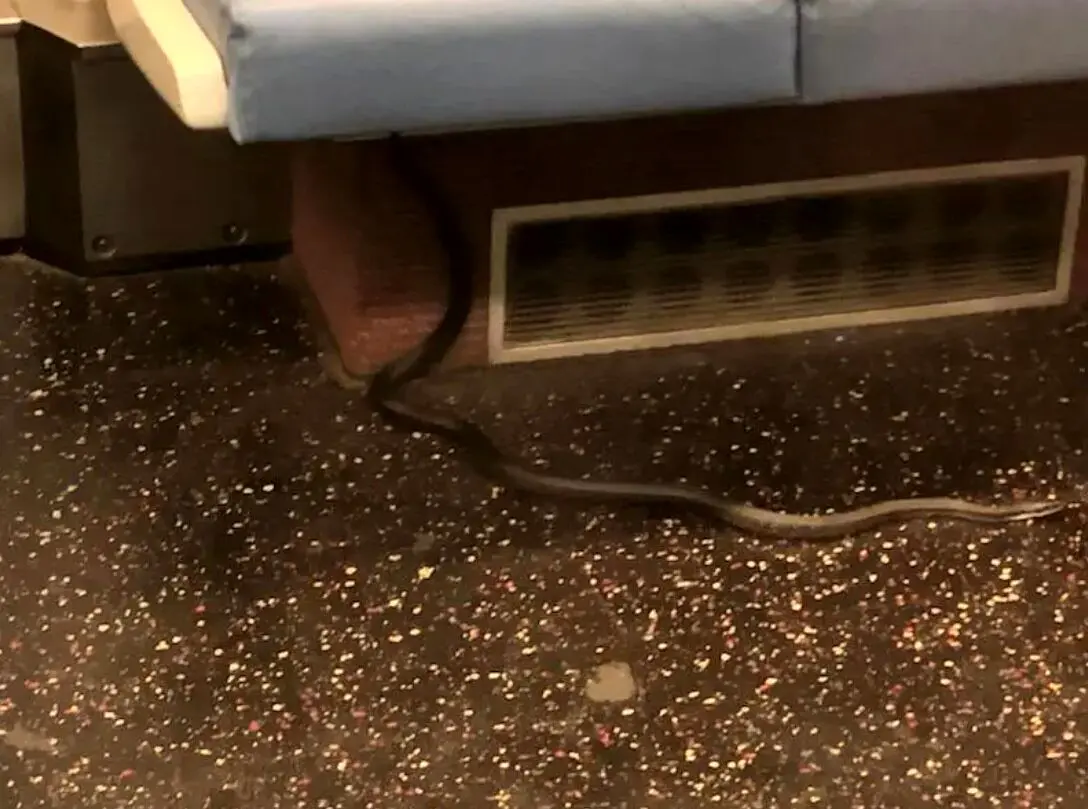 پیدا شدن یک مار در قطار مسافربری/ عکس