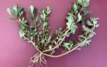 گیاهی برای تصفیه خون و درمان سرفه