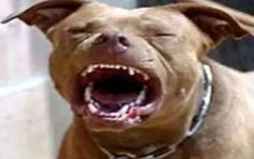 نوزاد یک ساله توسط سگ خانگی شان از هم دریده شد