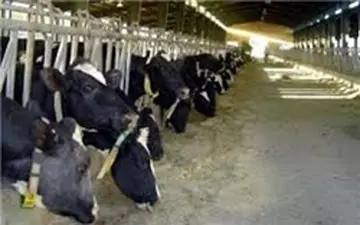 پرداخت باقیمانده مطالبات دامداران تا ۲۰ خرداد/ تاکنون ۷۰۰ تن سیر به روسیه صادرات شده است