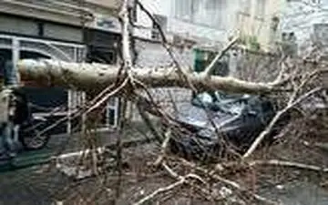 له شدن پراید در اثر سقوط درخت بزرگ