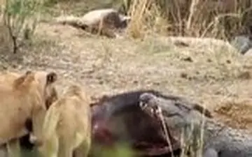 ورود میهمان ناخوانده به ضیافت شیرها