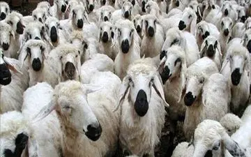 قیمت جدید دام زنده + جدول
