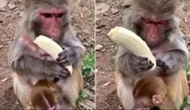 میمونی که دقیقا مثل آدم ها موز می خورد! 