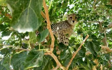 عکس جالب فرار توله پلنگ های ایرانی از چنگال سگ های گرسنه