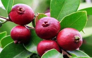 این گیاه ریزش موهایتان را متوقف می کند