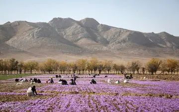 دلالها کوتاه آمدند؛زعفران ۳۰۰هزارتومان ارزان شد