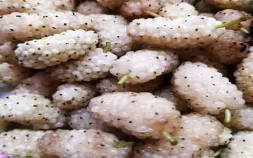 چطور توت رو خشک کنیم؟ | نکات خانه داری