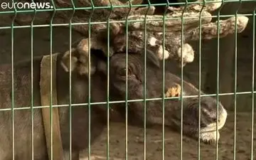   پیش‌بینی این گوزن را ببینید+فیلم