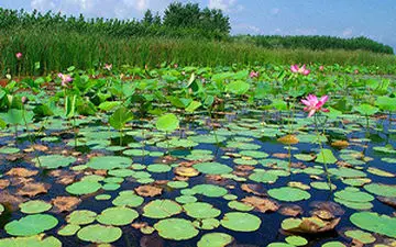 روند خشک شدن تالاب انزلی + فیلم