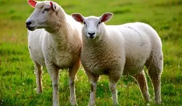 چرا باید گوسفند زنده بخریم؟