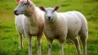 چرا باید گوسفند زنده بخریم؟